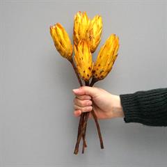 Tørrede Blomster - Protea, Gul. 5 stk