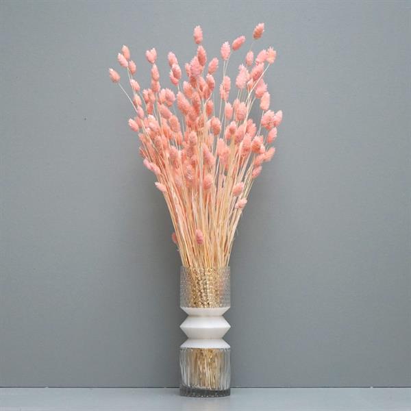 Tørrede Blomster - Phalaris Light Pink