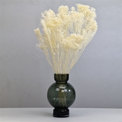 Tørrede Blomster - Broom Bloom, Cremehvid