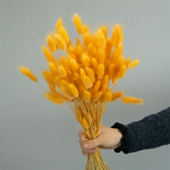Lagurus blomster til dekoration i hjemmet, tørrede blomster