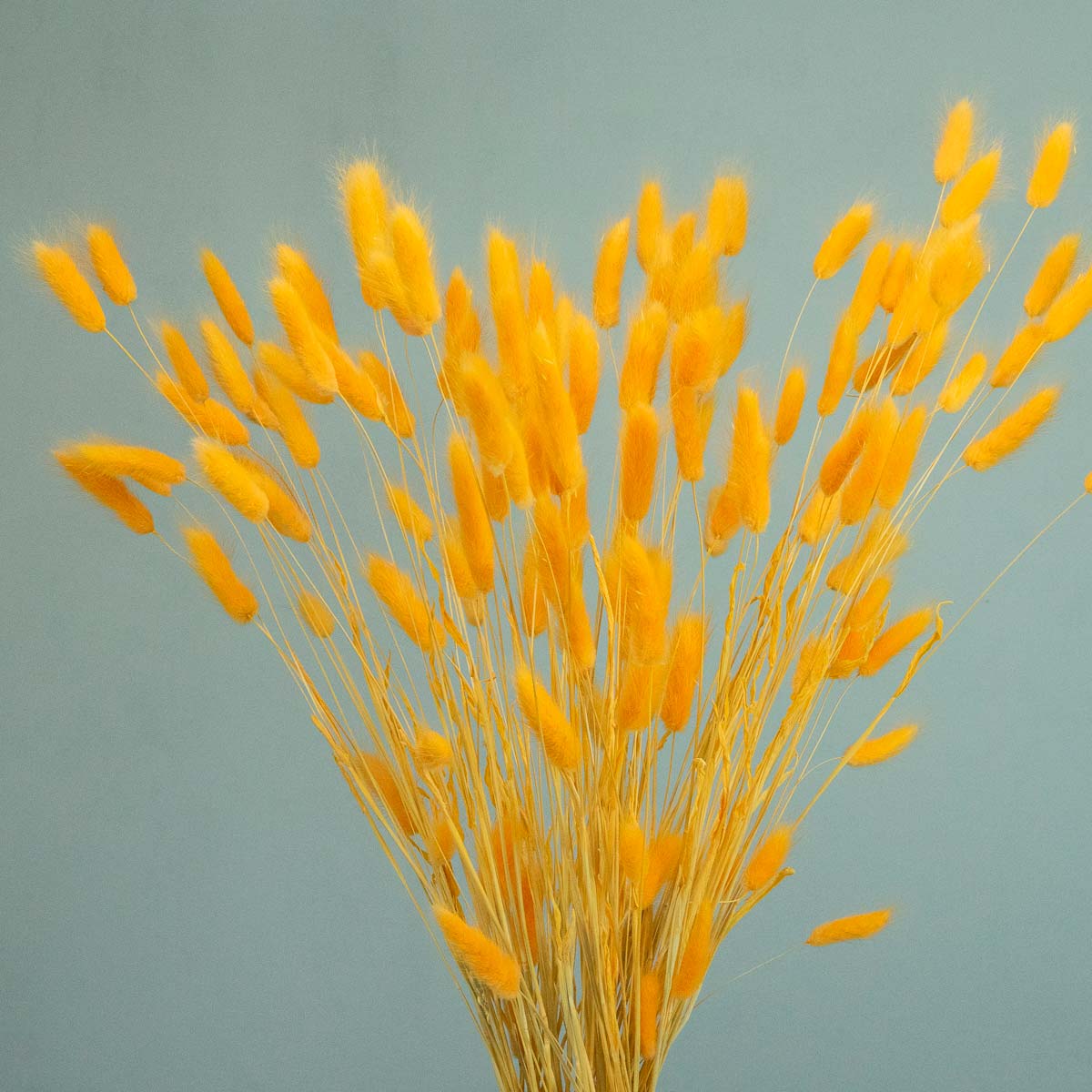 Tørrede Blomster - Lys XL bundt