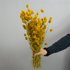 Mustard Phalaris tørrede blomster til hjemmet