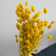 Tørrede blomster i arten Phalaris til hjemmet - Sennep