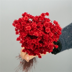 Tørrede Blomster - Glixia, Rød - BIG FLOWER