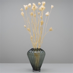Lange tørrede Fennel Blomster