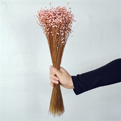 Tørrede Blomster - Glixia, Blush