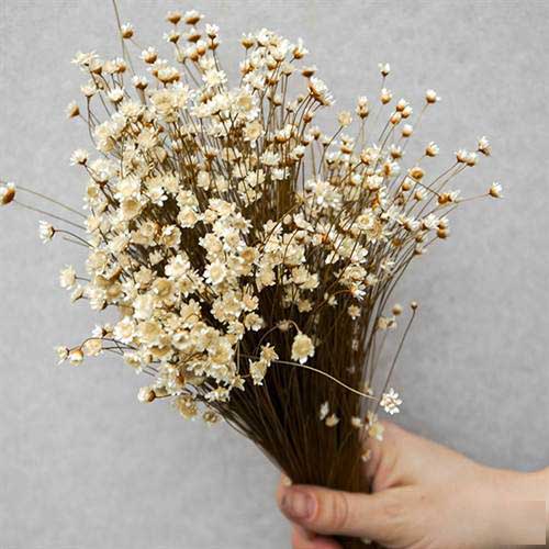 glixia buket tørrede blomster