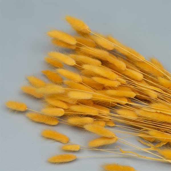 Tørrede Blomster - Lagurus - Lys Apricot - XL bundt