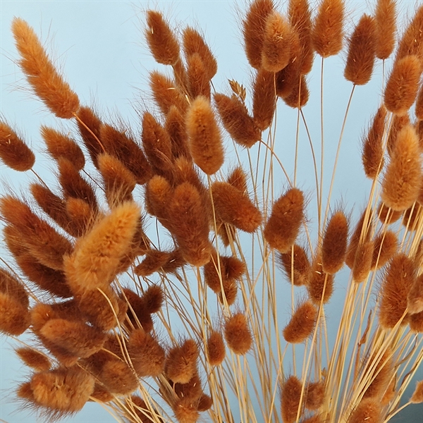 Lagurus blomster i en smuk brun farve