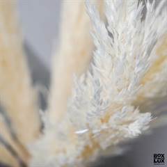 Tørrede Blomster - Pampas græs closeup