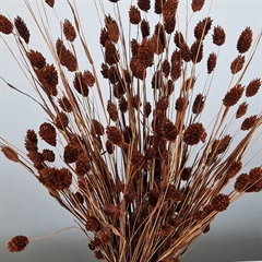 Tørrede phalaris blomster i Coffee