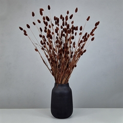 Brune phalaris blomster, tørrede