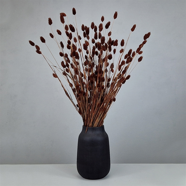Brune phalaris blomster, tørrede