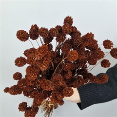 Tørrede blomster, Phalaris i brun