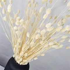 Phalaris, Hvid - Tørrede Blomster