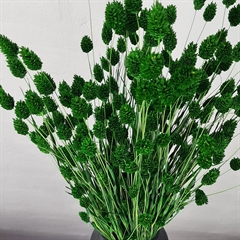 Tørrede Blomster - Phalaris - Mørkegrøn