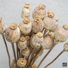 tørrede valmue hoveder, poppy seed