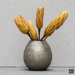 Tørrede Blomster - Protea, CREME. 5 stk