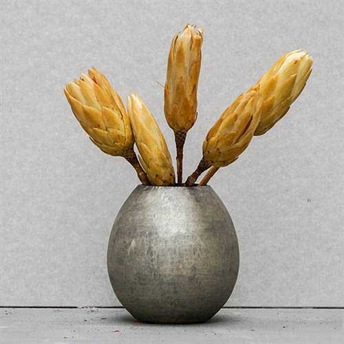 Tørrede Blomster - Protea, CREME. 5 stk