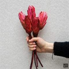 Tørrede Blomster - Protea, Rød. 5 stk