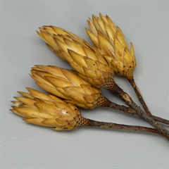 Tørrede Blomster - Protea, CREME. 5 stk