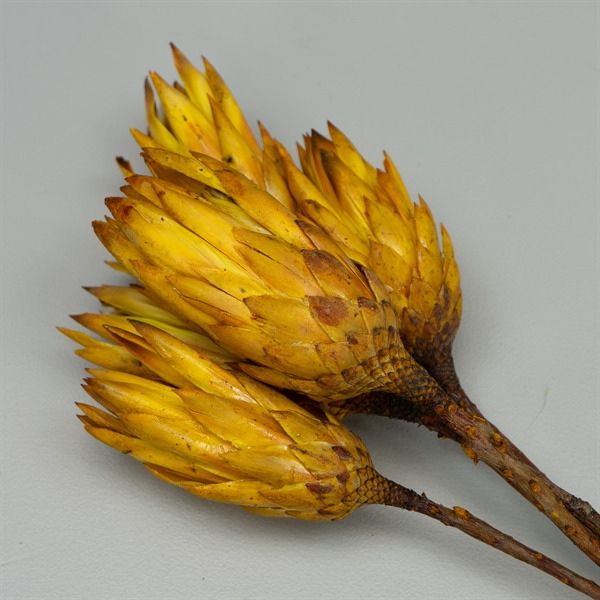 Tørrede Blomster - Protea, Gul. 5 stk