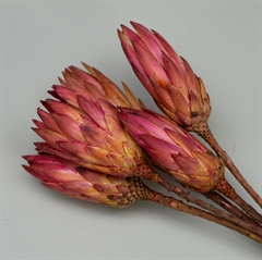 Tørrede Blomster - Protea, PINK - 5 stk