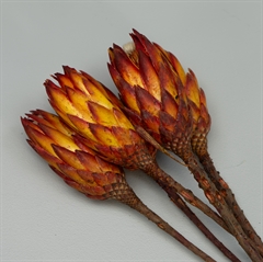 Tørrede Blomster - Protea, Rød/Gul. 5 stk