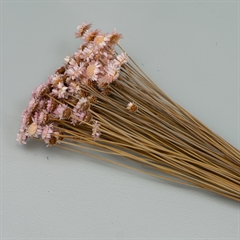 Tørrede Blomster - Glixia, Pink. BIG FLOWER