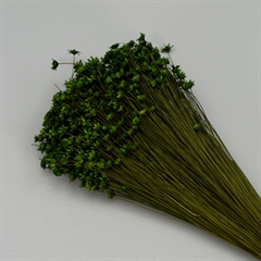 Tørrede Blomster - Glixia, Grøn
