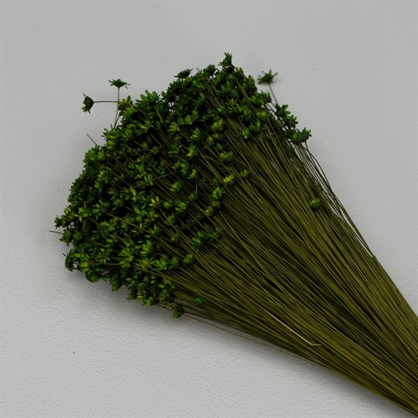 Tørrede Blomster - Glixia, Grøn