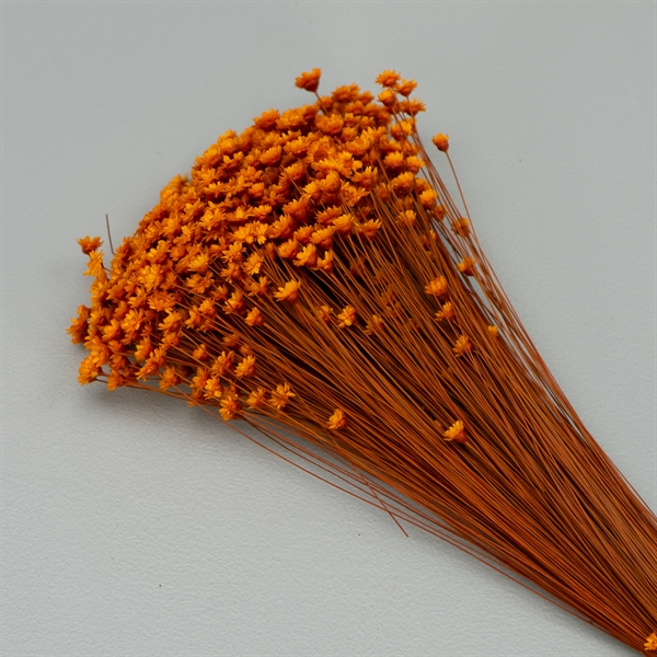 Tørrede Blomster - Glixia, Orange
