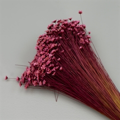 Tørrede Blomster - Glixia, Pink
