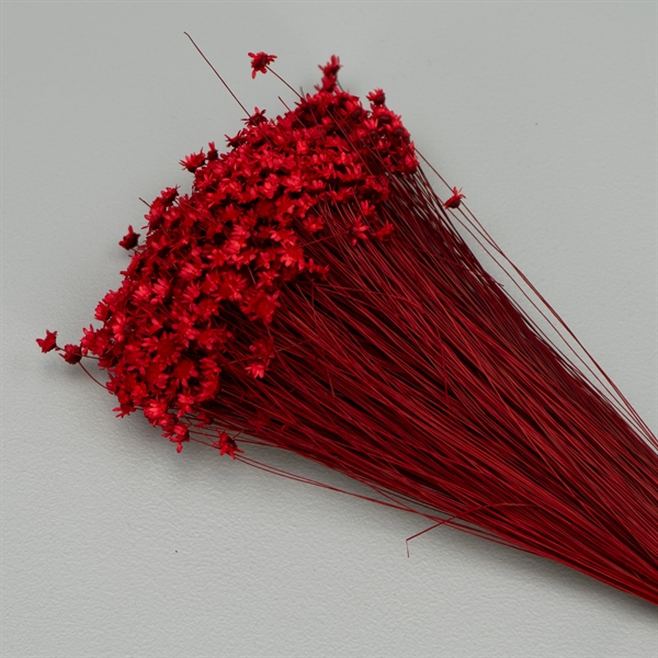 Tørrede Blomster - Glixia, Rød