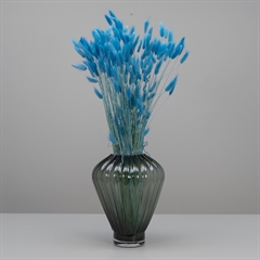 Smukke tørrede blomster i arten Lagurus. 