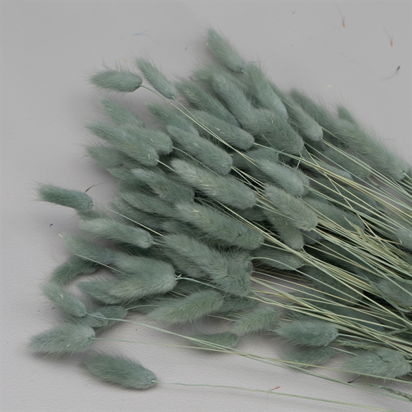 Tørrede Blomster - Lagurus, Grå/blå XL bundt
