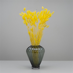 Tørrede blomster i arten Lagurus.