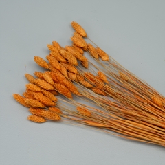 Tørrede Blomster - Phalaris Apricot