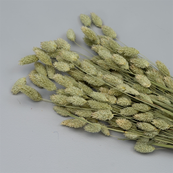 Tørrede Blomster - Phalaris, grøn