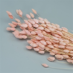 Tørrede Blomster - Phalaris Light Pink