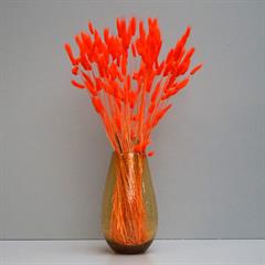Tørrede Blomster - Lagurus, Orange. XL bundt