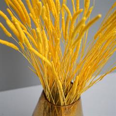 Tørrede Blomster - Phleum Gul
