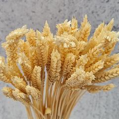 Tørrede Blomster - Hvede, Cremehvid