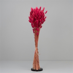 Tørrede Blomster - Lagurus - Magenta - XL bundt