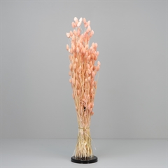 Tørrede Blomster - Phalaris Light Pink