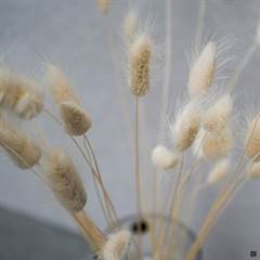 Tørrede Blomster - Lagurus, Hvid. XL bundt